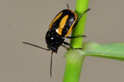 <i>Cryptocephalus vittatus</i>