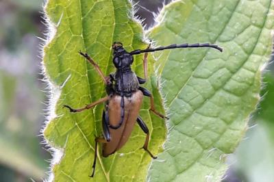 <i>Stictoleptura rubra</i>