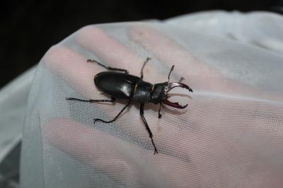<i>Lucanus cervus</i>