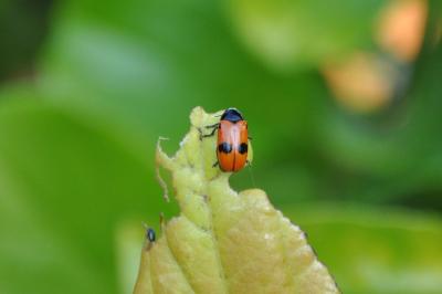 <i>Clytra laeviuscula</i>