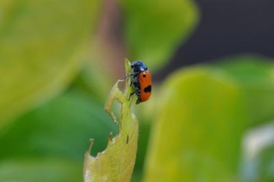 <i>Clytra laeviuscula</i>