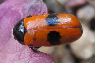 <i>Clytra laeviuscula</i>