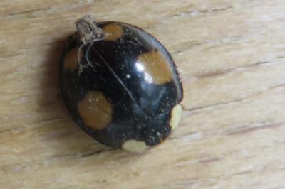 <i>Harmonia axyridis</i>