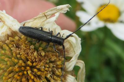<i>Agapanthia cardui</i>