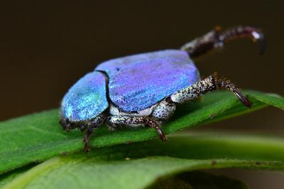 <i>Hoplia coerulea</i>