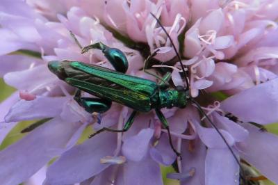<i>Oedemera nobilis</i>