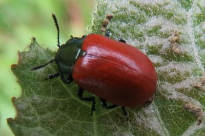 <i>Chrysomela populi</i>