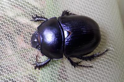<i>Anoplotrupes stercorosus</i>