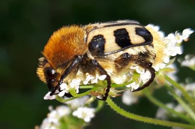 <i>Trichius</i>