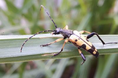 <i>Rutpela maculata</i>