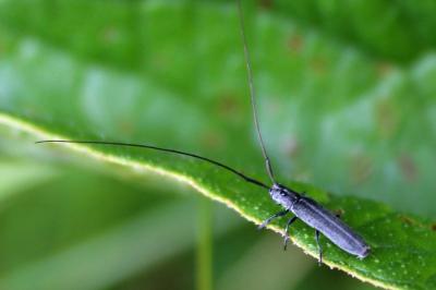 <i>Agapanthia cardui</i>