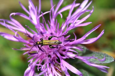 <i>Oedemera nobilis</i>
