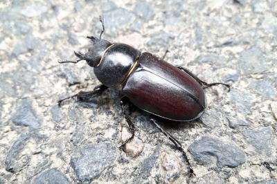 <i>Lucanus cervus</i>