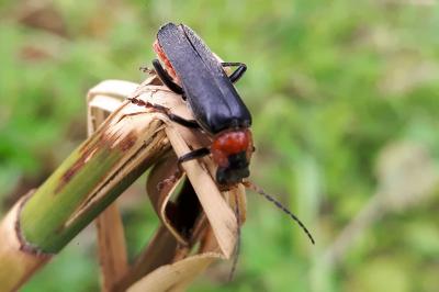 <i>Cantharis fusca</i>