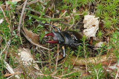 <i>Lucanus cervus</i>