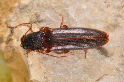 <i>Athous campyloides</i>