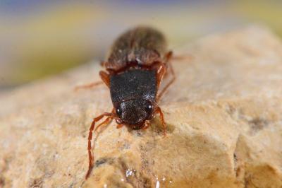 <i>Athous campyloides</i>