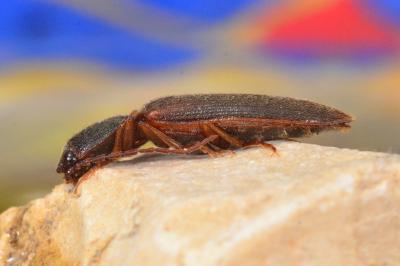 <i>Athous campyloides</i>