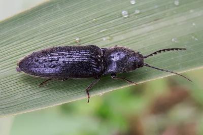 <i>Hemicrepidius</i>
