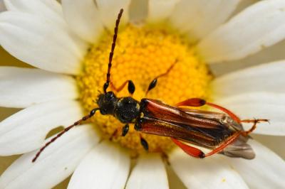 <i>Stenopterus rufus</i>