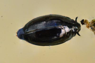 <i>Gyrinus</i>