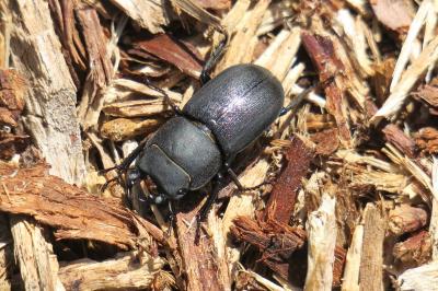 <i>Dorcus parallelipipedus</i>