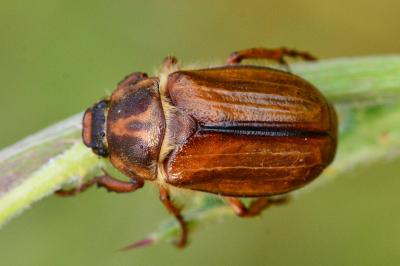 <i>Amphimallon ochraceum</i>