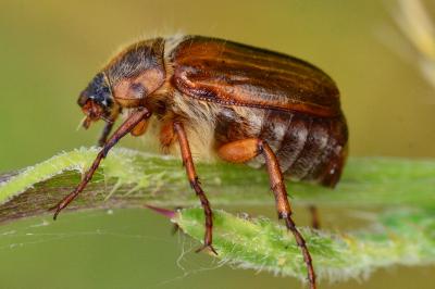 <i>Amphimallon ochraceum</i>