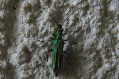 <i>Oedemera nobilis</i>