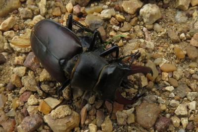 <i>Lucanus cervus</i>