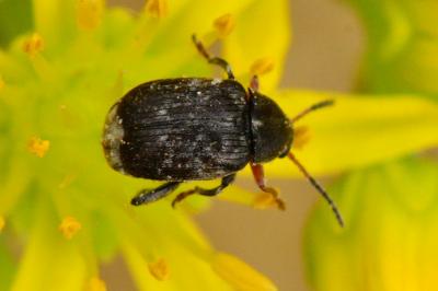 <i>Bruchus rufimanus</i>