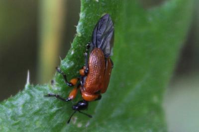 <i>Apoderus coryli</i>
