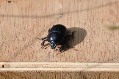 <i>Anoplotrupes stercorosus</i>