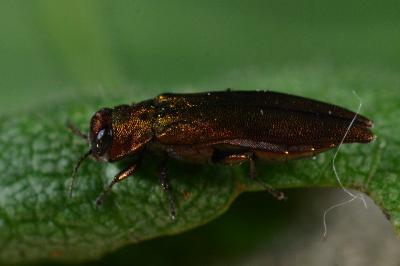 <i>Agrilus</i>