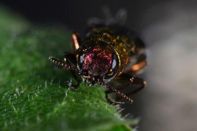 <i>Agrilus</i>