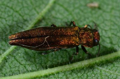 <i>Agrilus</i>