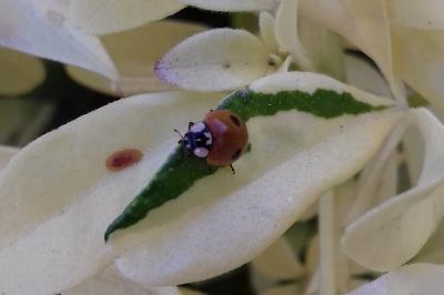 <i>Adalia bipunctata</i>