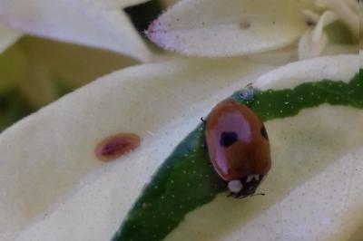 <i>Adalia bipunctata</i>