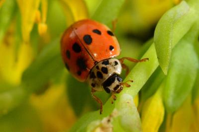 <i>Adalia decempunctata</i>
