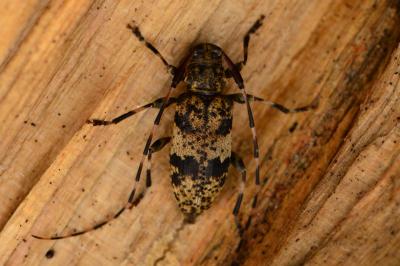 <i>Leiopus</i>