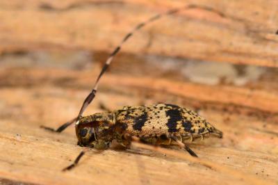 <i>Leiopus</i>