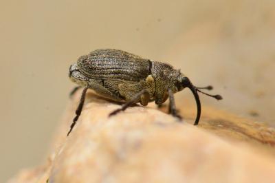 <i>Ceutorhynchus</i>