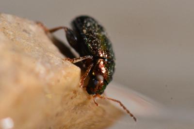 <i>Crepidodera aurea</i>