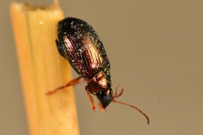 <i>Crepidodera aurea</i>