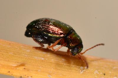 <i>Crepidodera aurea</i>