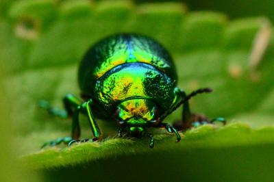 <i>Chrysolina graminis</i>