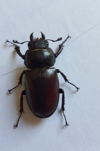 <i>Lucanus cervus</i>