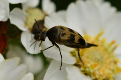 <i>Variimorda</i>