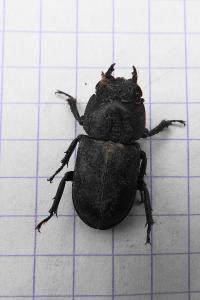 <i>Dorcus parallelipipedus</i>