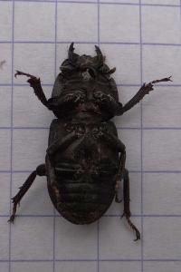 <i>Dorcus parallelipipedus</i>